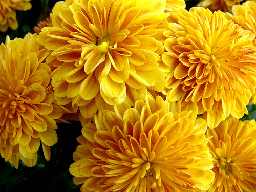 Tiffany Chrysanthemum Service